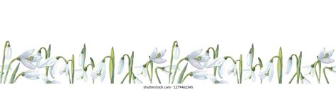 Snowdrop Border Images Stock Photos Vectors Shutterstock