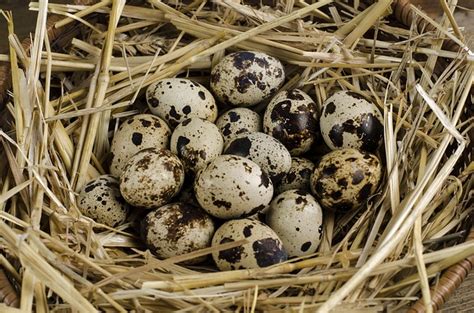 Fresh Quail Eggs