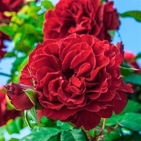 Rose Pruning Guide - Otto & Sons Nursery