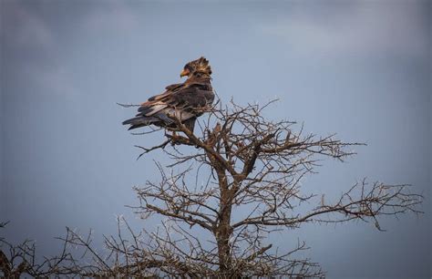 Black Hawk Eagle The Ultimate Guide Operation Migration