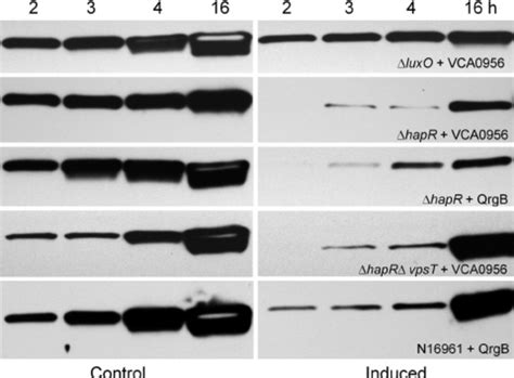 Regulation Of Rpos Expression By C Di Gmp In The Absence Of Hapr