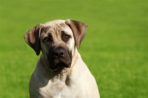 Es Un Bullmastiff Lo Mismo Que Un Mastin Ingles