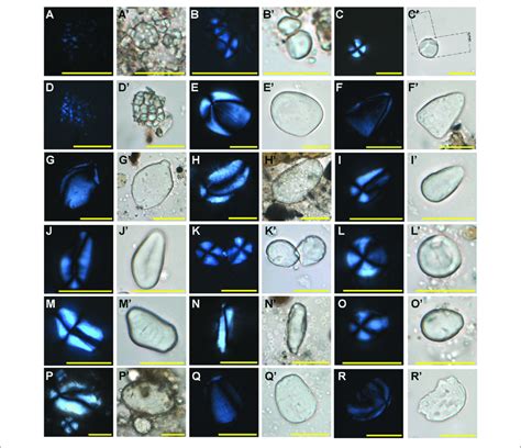 Ancient Starches Recovered From Residues On The Stone Tools Under