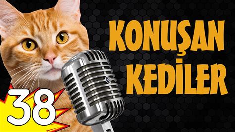 Konu An Kediler En Komik Kedi Videolar Youtube