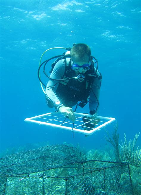 Large study shows pollution impact on coral reefs—and offers solution