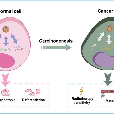 Patterns Of Interaction Between Hpv And Host Cells Via Rna In Normal