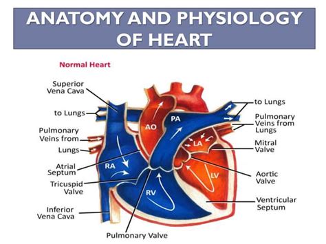 Heart Anatomy Pdfpdf