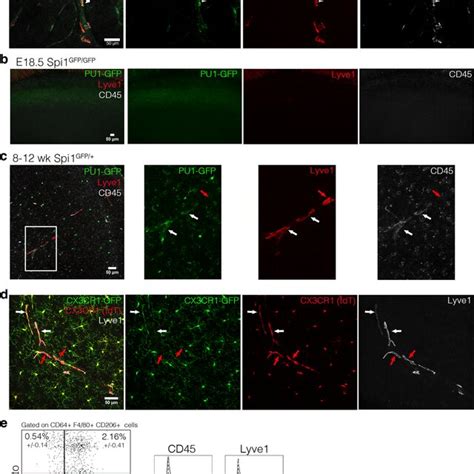 The Origin Of Cx3cr1 Lyve1⁺ Perivascular Macrophages A Download Scientific Diagram