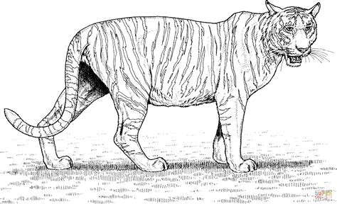 Disegno Di Tigre Da Colorare Disegni Da Colorare E Stampare Gratis