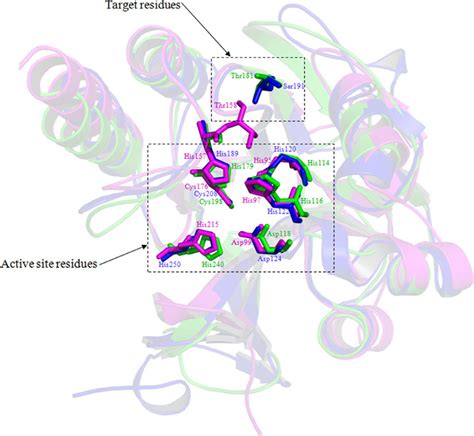 Three Dimensional Superimposed Model Of Metallo Lactamase Mbl Pro