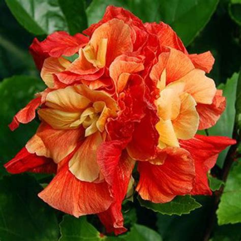 Jual TANAMAN HIAS HIBISCUS BUNGA KEMBANG SEPATU ORANGE Shopee Indonesia