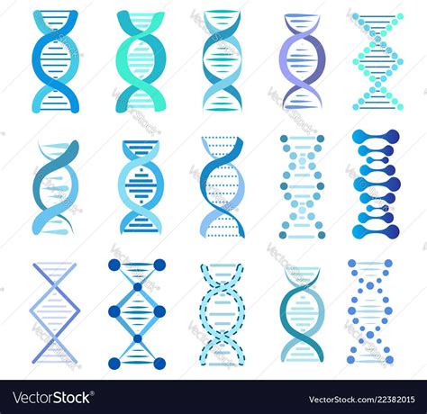 Dna Strands Set Stock Royalty Free Vector Image