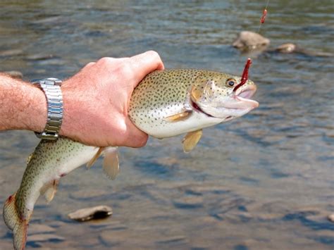 How To Catch Trout Learn How To Fish For Trout