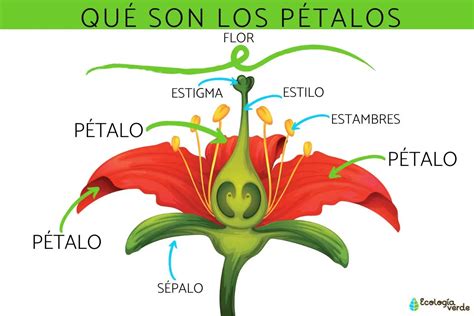 La Flor De Tres P Talos Belleza Y Simbolismo Teleflor