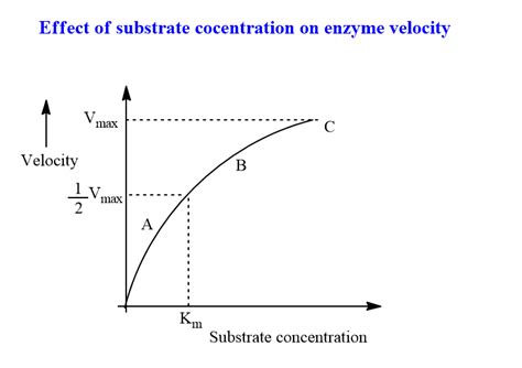 Factors Affecting Enzyme Activity Chemistry Notes