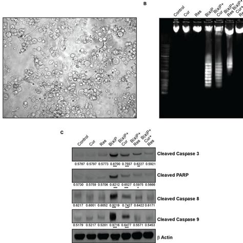 Curcumin And Resveratrol Prevent B A P Induced Testicular Apoptosis Download Scientific