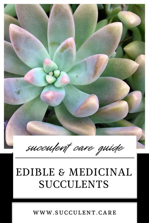 Incredible Edible And Medicinal Cactus And Succulents