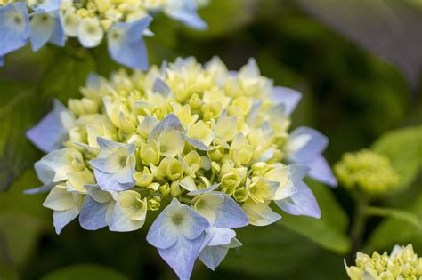 Hortensia Fleur Plantes Photo Gratuite Sur Pixabay Pixabay