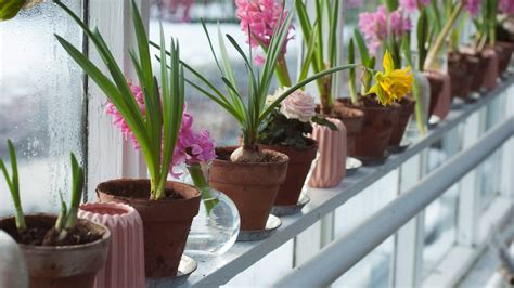 Annettes Tips For Growing Successful Bulb Flowers Abc Listen