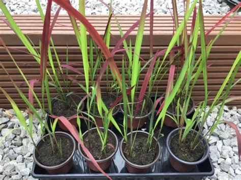 IMPERATA CYLINDRICA RUBRA Red Baron Japanese Blood Grass Hardy