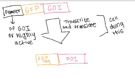 Cell Bio Exam 2 Flashcards Quizlet