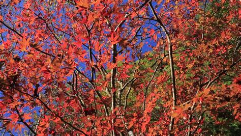 Canadian Sugar Maple Tree Turning Scarlet Red In October Autumn Fall ...