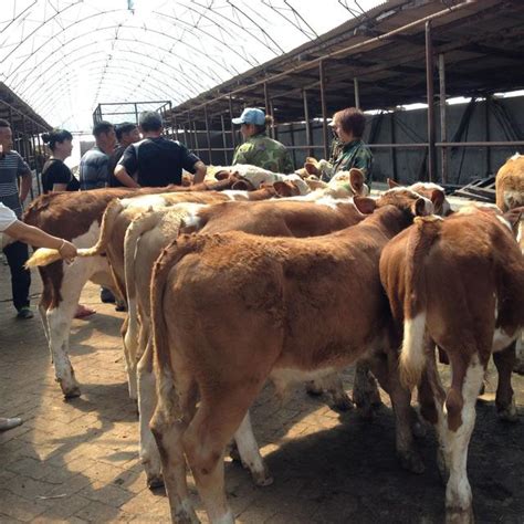 肉牛養殖技術普及提供肉牛飼養技術諮詢 每日頭條