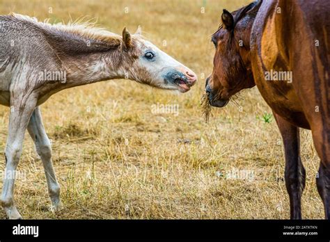 Most Ugly Foal Ever With Horse On Meadow Stock Photo Alamy