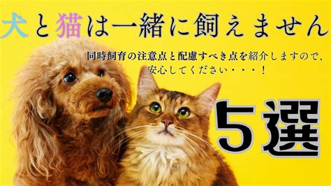 犬と猫を飼いたい！同時飼育に必要な知識と配慮すべき注意点5選 Youtube