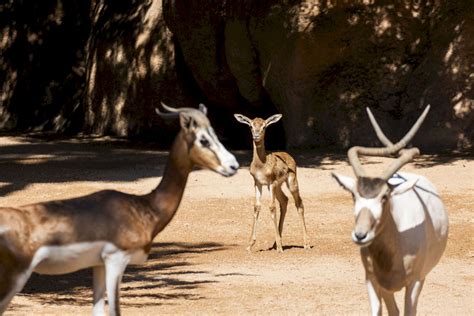 GACELA MHORR BIOPARC VALENCIA Nace En BIOPARC Valencia Una Especie