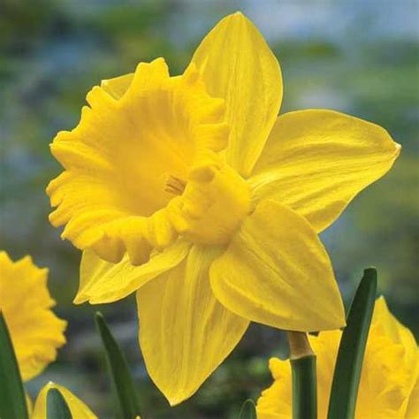 King Alfred Daffodil Trumpet Daffodil K Van Bourgondien