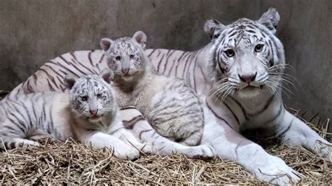 2月24日に宇都宮動物園でホワイトタイガーの赤ちゃん命名式 翌日にネコ園長就任10周年記念式典も 2024年2月22日 エキサイトニュース