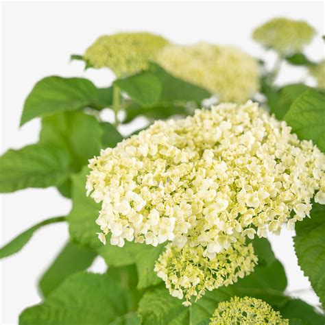 Annabelle Hydrangea For Sale | The Tree Center