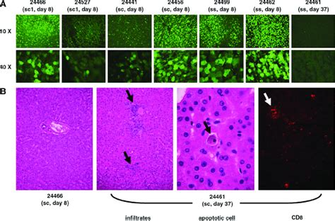 Enhanced Green Fluorescent Protein Egfp Expression And Histopathology