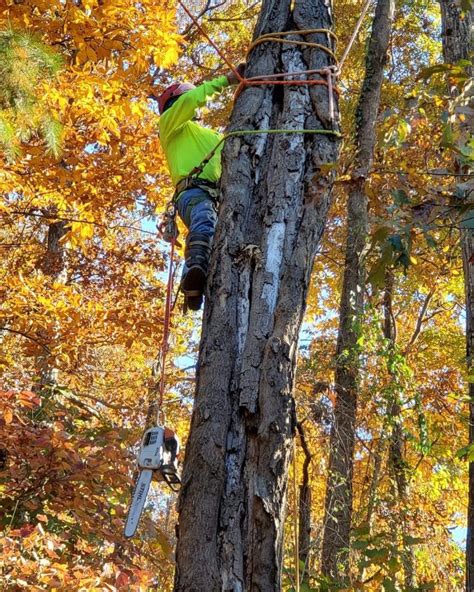 When Should You Contact A Tree Care Company Green America Tree Care