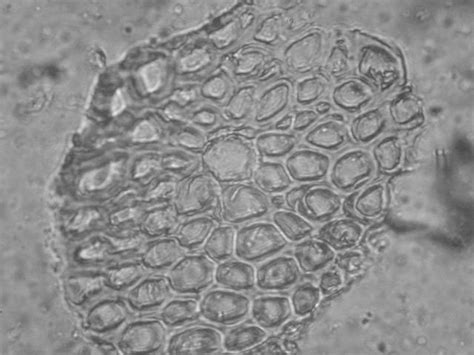 Biomateriales Sorbentes Para La Limpieza De Derrames De Hidrocarburos