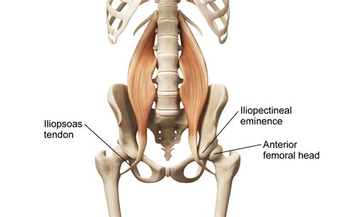 Diagram Of Hip Muscles And Tendons / Upper Leg Muscles And Tendons ...