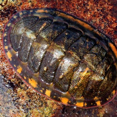 10 Interesting Facts About Chitons Factopolis