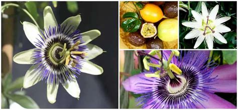 Pasiflora O Flor De La Pasión CUIDADOS De La Passiflora O Pasionaria