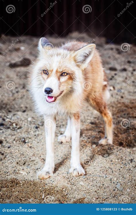 Portrait of golden fox stock image. Image of europe - 125808123
