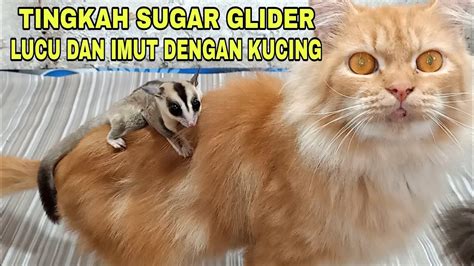 Sugar Glider Imut Dan Punya Tingkah Lucu Dengan Kucing Youtube