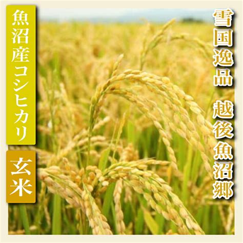 【楽天市場】【ふるさと納税】令和6年産【雪国逸品 玄米2kg】越後魚沼郷 魚沼産コシヒカリ お米 ブランド米 銘柄米 ご飯 おにぎり お弁当