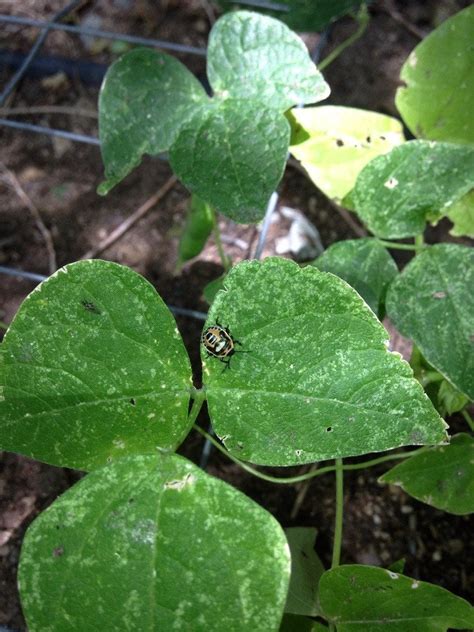 First I Thought It Was A Lady Bug Nymph But Im No Expert Northern