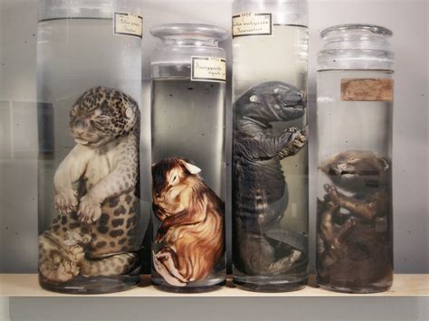 Formaldehyde Zoo Photo By Hans Van Den Bogaard Foam Photo Flickr