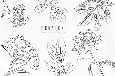 Peony Flower Line Art Clipart Hand Drawn Png Eps Outline 1141734