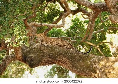 15 Leopard Awakening Images, Stock Photos & Vectors | Shutterstock