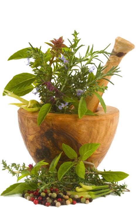 Chinese Herbs Png Image Purepng Free Transparent Cc0 Png Image Library