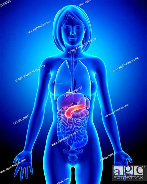 Female Biliary Anatomy Stock Photo Picture And Low Budget Royalty