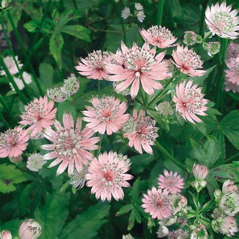 Astrantia Major Rosa Lee IsotÄhtiputki Perennat Isotähtiputki