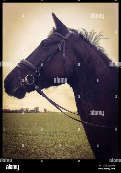 Stallion Horse High Resolution Stock Photography And Images Alamy